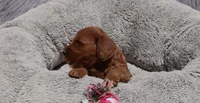 Melody 🌷, a female Miniature Goldendoodle for sale in Navarre, OH – 6 of 8
