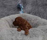 Mason 💙, a male Miniature Goldendoodle for sale in Navarre, OH – 5 of 6