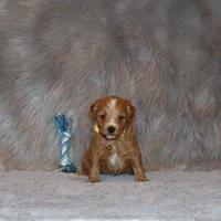 Winslow 💙 Leash Trained, a male Goldendoodle for sale in Navarre, OH – Photo 4 of 10