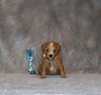 Winslow 💙 GeneticClearParents, a male Goldendoodle for sale in Navarre, OH – Photo 4 of 10