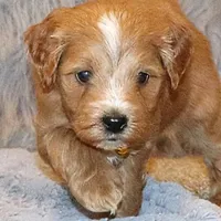 Winslow 💙 Leash Trained, a male Goldendoodle for sale in Navarre, OH – Photo 2 of 10