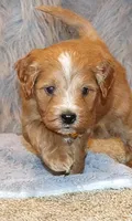 Winslow 💙 GeneticClearParents, a male Goldendoodle for sale in Navarre, OH – Photo 2 of 10