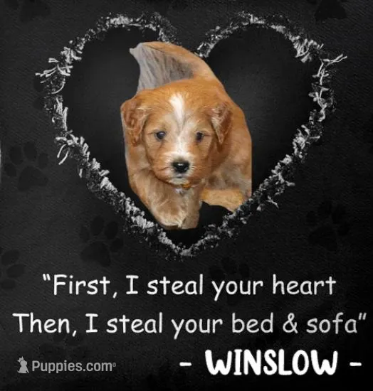 Winslow 💙 GeneticClearParents