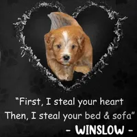 Winslow 💙 Leash Trained, a male Goldendoodle for sale in Navarre, OH – Photo 1 of 10