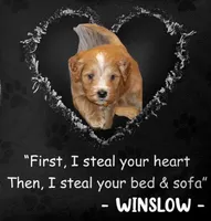 Winslow 💙 GeneticClearParents, a male Goldendoodle for sale in Navarre, OH – Photo 1 of 10