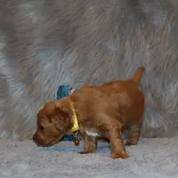 Winslow 💙 Leash Trained, a male Goldendoodle for sale in Navarre, OH – Photo 6 of 10