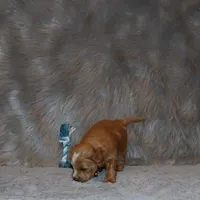 Winslow 💙 Leash Trained, a male Goldendoodle for sale in Navarre, OH – Photo 9 of 10