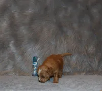 Winslow 💙 GeneticClearParents, a male Goldendoodle for sale in Navarre, OH – Photo 9 of 10