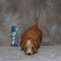 Winslow 💙 Leash Trained, a male Goldendoodle for sale in Navarre, OH – Photo 10 of 10