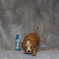 Winslow 💙 Leash Trained, a male Goldendoodle for sale in Navarre, OH – Photo 7 of 10