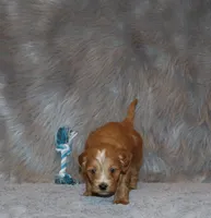 Winslow 💙 GeneticClearParents, a male Goldendoodle for sale in Navarre, OH – Photo 7 of 10