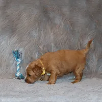 Winslow 💙 Leash Trained, a male Goldendoodle for sale in Navarre, OH – Photo 5 of 10