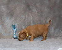 Winslow 💙 GeneticClearParents, a male Goldendoodle for sale in Navarre, OH – Photo 5 of 10