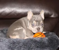 Olivia GENETIC CLEAR, a female French Bulldog for sale in Navarre, OH – Photo 6 of 7