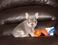 Olivia GENETIC CLEAR, a female French Bulldog for sale in Navarre, OH – Photo 3 of 7