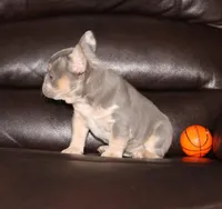 Olivia GENETIC CLEAR, a female French Bulldog for sale in Navarre, OH – Photo 4 of 7
