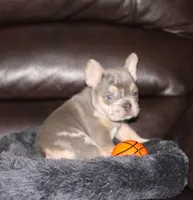 Olivia GENETIC CLEAR, a female French Bulldog for sale in Navarre, OH – Photo 5 of 7