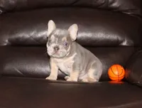 Olivia GENETIC CLEAR, a female French Bulldog for sale in Navarre, OH – Photo 1 of 7