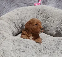 Mia 🌷💞, a female Miniature Goldendoodle for sale in Navarre, OH – 2 of 9