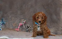 Thomas 💙 Micro Miniature, a male Poodle - Miniature  and Miniature Goldendoodle for sale in Navarre, OH – Photo 9 of 10