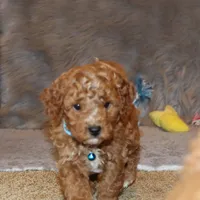 Thomas 💙 Micro Leash Training, a male Poodle - Miniature  and Miniature Goldendoodle for sale in Navarre, OH – Photo 5 of 10