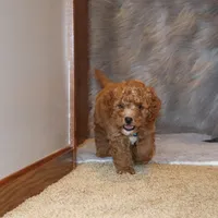 Thomas 💙 Micro Leash Training, a male Poodle - Miniature  and Miniature Goldendoodle for sale in Navarre, OH – Photo 2 of 10