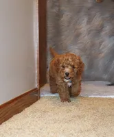 Thomas 💙 Micro Miniature, a male Poodle - Miniature  and Miniature Goldendoodle for sale in Navarre, OH – Photo 4 of 10