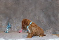 Thomas 💙 Micro Miniature, a male Poodle - Miniature  and Miniature Goldendoodle for sale in Navarre, OH – Photo 8 of 10