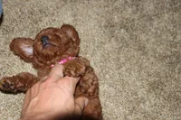 Cinnamon🌷 Micro Miniature, a female Miniature Goldendoodle for sale in Navarre, OH – Photo 3 of 7