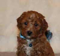 Thomas 💙 Micro Miniature, a male Poodle - Miniature  and Miniature Goldendoodle for sale in Navarre, OH – Photo 1 of 10