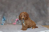Thomas 💙 Micro Miniature, a male Poodle - Miniature  and Miniature Goldendoodle for sale in Navarre, OH – Photo 6 of 10