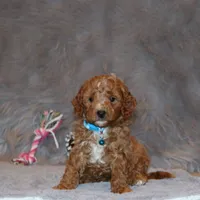 Thomas 💙 Micro Leash Training, a male Poodle - Miniature  and Miniature Goldendoodle for sale in Navarre, OH – Photo 8 of 10