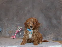 Thomas 💙 Micro Miniature, a male Poodle - Miniature  and Miniature Goldendoodle for sale in Navarre, OH – Photo 7 of 10
