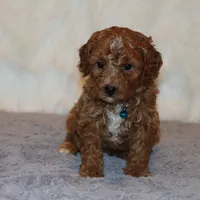 Thomas 💙 Micro Leash Training, a male Poodle - Miniature  and Miniature Goldendoodle for sale in Navarre, OH – Photo 4 of 10