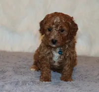 Thomas 💙 Micro Miniature, a male Poodle - Miniature  and Miniature Goldendoodle for sale in Navarre, OH – Photo 3 of 10
