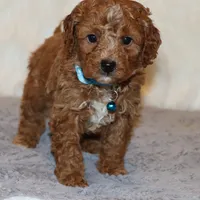 Thomas 💙 Micro Leash Training, a male Poodle - Miniature  and Miniature Goldendoodle for sale in Navarre, OH – Photo 3 of 10