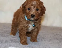 Thomas 💙 Micro Miniature, a male Poodle - Miniature  and Miniature Goldendoodle for sale in Navarre, OH – Photo 2 of 10