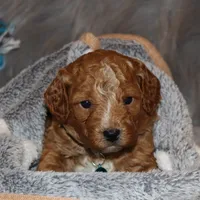 Thomas 💙 Micro Leash Training, a male Poodle - Miniature  and Miniature Goldendoodle for sale in Navarre, OH – Photo 10 of 10