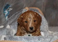 Thomas 💙 Micro Miniature, a male Poodle - Miniature  and Miniature Goldendoodle for sale in Navarre, OH – Photo 10 of 10