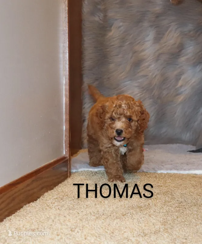Thomas 💙 Micro Leash Training – Poodle - Miniature , Miniature Goldendoodle puppy for sale in Navarre, OH