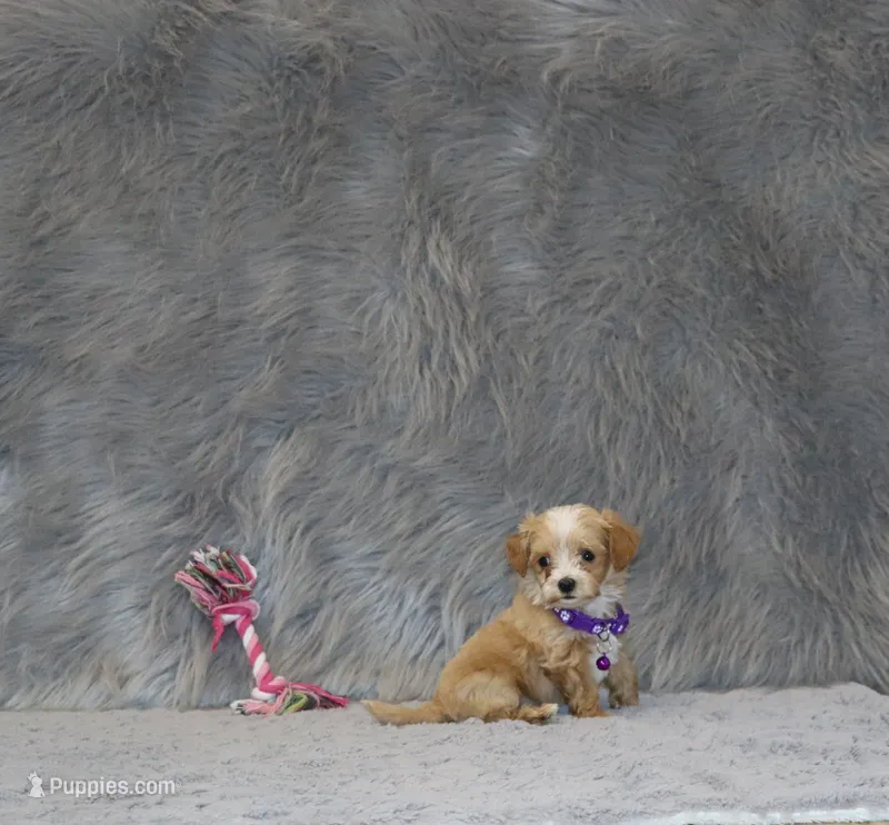 Pixie 🌷 Toy Size – Havapoo puppy on hold in Navarre, OH