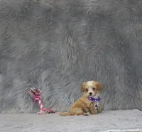 Pixie 🌷 Toy Size, a female Havapoo for sale in Navarre, OH – 1 of 10