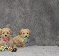 Peggy 🌷 Toy/Miniature, a female Havapoo for sale in Navarre, OH – 5 of 7