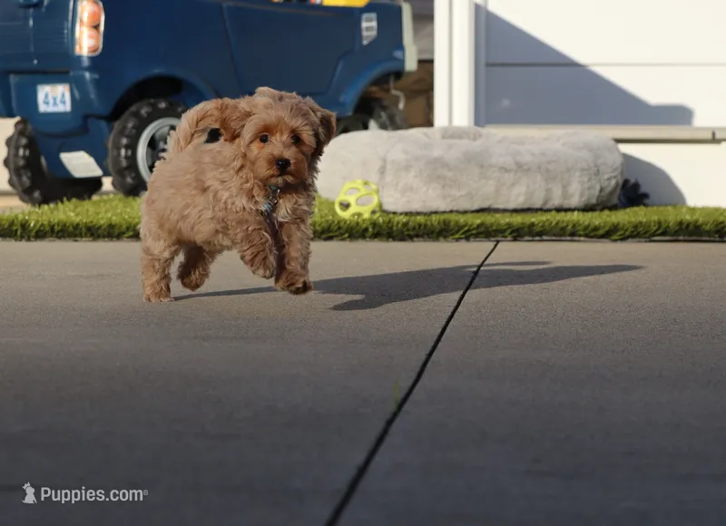 Phoenix 💙 Minature – Havapoo puppy for sale in Navarre, OH