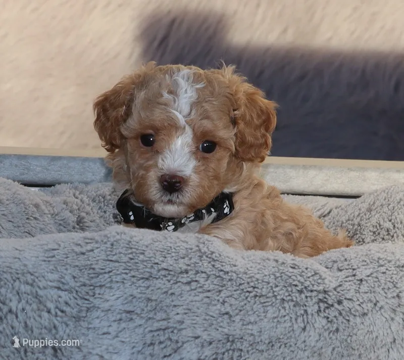 ZOEY 🌷 Toy Minature – Havanese, Poodle - Toy  puppy for sale in Navarre, OH