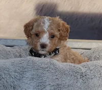 ZOEY 🌷 Toy Minature, a female Havanese and Poodle - Toy  for sale in Navarre, OH – 1 of 10