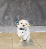 Pinto 💙 Toy/Miniature, a male Havapoo for sale in Navarre, OH – 3 of 10