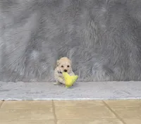 Pinto 💙 Toy/Miniature, a male Havapoo for sale in Navarre, OH – 6 of 10