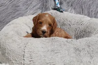 Manny 💙, a male Miniature Goldendoodle for sale in Navarre, OH – 4 of 9