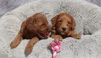 Muffin🌷, a female Miniature Goldendoodle for sale in Navarre, OH – 3 of 7